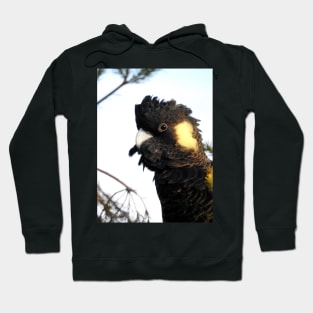 Yellow-tailed Black Cockatoo Hoodie